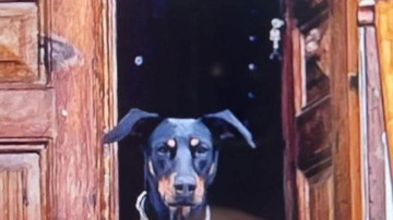 200 kilometrekare alan tarandı: Korhan Berzeg'den tek iz yok