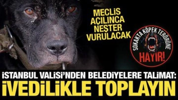 Başıboş k&ouml;pek ter&ouml;r&uuml;ne neşter vurulacak: Meclis'in ilk g&uuml;ndemi! İstanbul'da da talimat