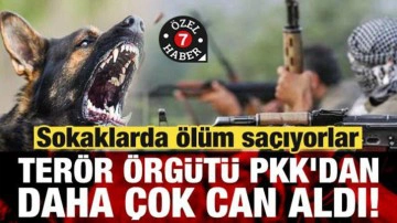 Başıboş k&ouml;pekler, ter&ouml;r &ouml;rg&uuml;t&uuml; PKK'dan daha &ccedil;ok can aldı! Sokaklarda &ouml;l&uuml;m sa&ccedil;ıyorlar