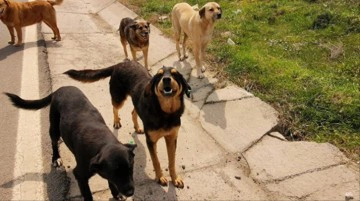 Başıboş sokak k&ouml;peklerinin saldırısına uğrayan 2 kişi yaralandı