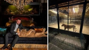 Beykoz'da ormanda aslan avı: Polis ekipleri harekete ge&ccedil;ti!