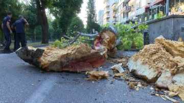 Bursa'da 200 yıllık &ccedil;ınar caddeye devrildi