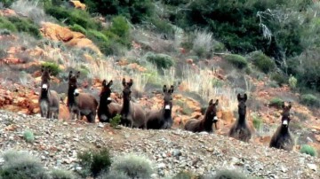 CHP&rsquo;li Dat&ccedil;a Belediyesi&rsquo;nden 'ikiy&uuml;zl&uuml;l&uuml;k'! "Eşekleri beslemeyin, k&ouml;pekleri besleyin&