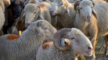 Deniz Feneri, 2023 kurban alım bedelini a&ccedil;ıkladı