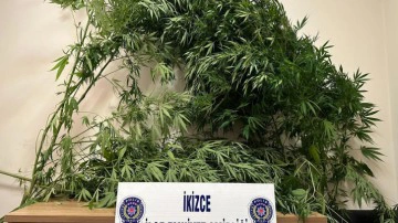 Esrar &uuml;retimi i&ccedil;in bah&ccedil;esine kenevir ekti: İhbar &uuml;zerine yakalandı