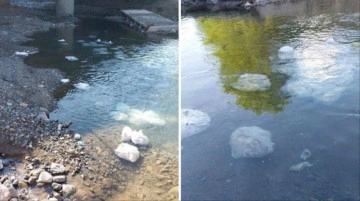 Fatsa'da dereye tarihi ge&ccedil;miş tavukları atan firmaya 617 lira ceza kesildi