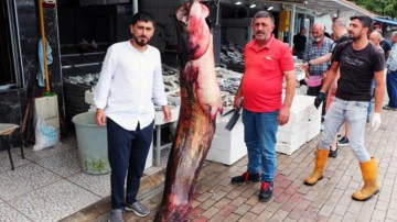 G&ouml;renler şaşkınlığı gizleyemedi! Tam 2,5 metre boyunda, 94 kilogram