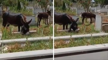 İstanbul'da tepki &ccedil;eken g&ouml;r&uuml;nt&uuml;! Mezarlık başıboş eşeklere kaldı