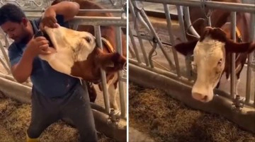 Kurban pazarında skandal g&ouml;r&uuml;nt&uuml;! B&uuml;y&uuml;kbaş hayvana zorla i&ccedil;ki i&ccedil;irdi