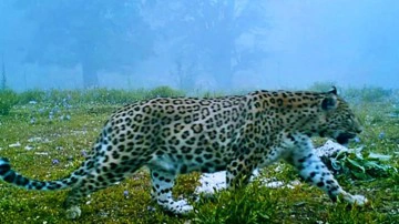 Nesli tehlike altındaydı! Anadolu parsı bir kez daha g&ouml;r&uuml;nt&uuml;lendi