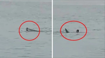 Rus turistin acı sonu! Kıyıdakilerin g&ouml;zleri &ouml;n&uuml;nde k&ouml;pekbalığı tarafından b&ouml;yle par&ccedil;alandı