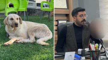 Sokak k&ouml;peğinin saldırısına uğrayan gen&ccedil; mimar kuduz olarak hayatını kaybetti