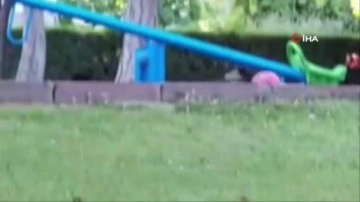 Top oynayan karga g&ouml;renleri şaşırttı