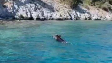 Yaban domuzu, Bodrum a&ccedil;ıklarında y&uuml;zd&uuml;